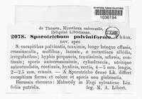 Trichoderma polysporum image